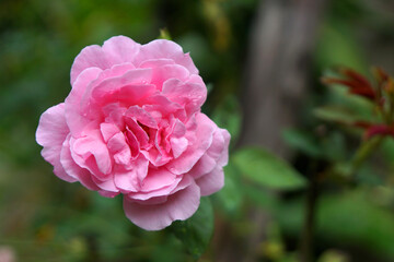Single Pink Blooming Flower of Garden roses are predominantly hybrid roses that are grown as ornamental plants in the garden , Floral backdrop and beautiful detail