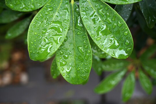 Green Nature Backdrop of Tropical Green leaves branch with Many Droplets after raining on the plants  - background image - Garden Vibe                           