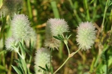Rabbitfoot clover flowers in the meadow, closeup