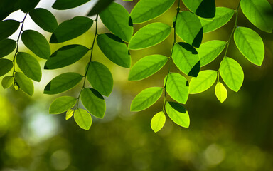 Frame of green leaves in the morning sunlight. Natural background. 