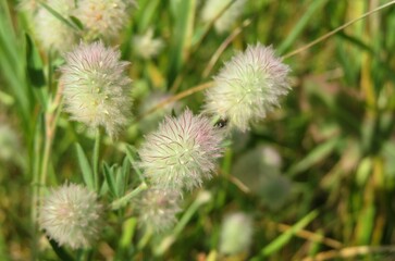 Beautiful rabbitfoot clover flowers in the meadow, closeup