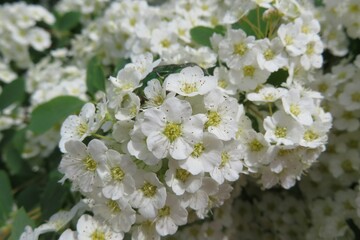 Beautiful white spirea flowers in the garden in spring, closeup