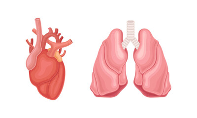 Heart and lungs donor human organs set cartoon vector illustration