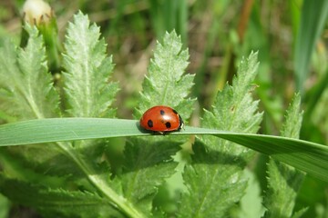 Red ladybug sitting on grass on natural green plant background