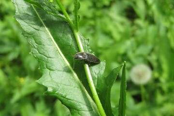 Black agriotes beetle on green leaves in the garden, closeup