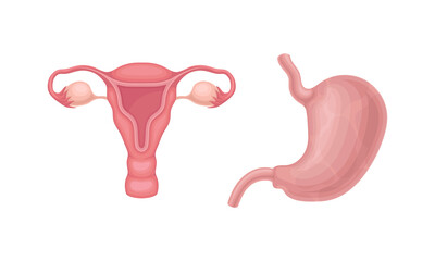 Stomach and uterus donor human organs set cartoon vector illustration