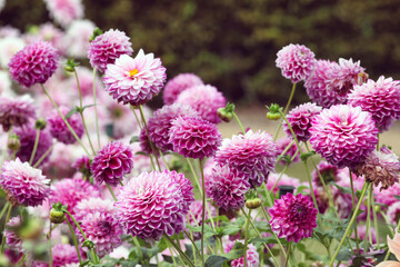 Fototapeta premium Ball dahlia 'Hillcrest Jonathan' flowers in bloom