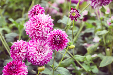 Ball dahlia 'Hillcrest Jonathan' flowers in bloom