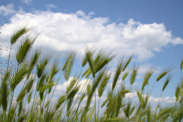 Obraz premium tall green grass on filed