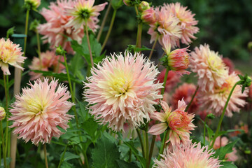 Fimbriated decorative Dahlia 'Hapet Champagne' flowers in bloom
