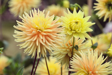 Small cactus dahlia 'Hillcrest Jersie' in flower