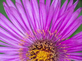 Obraz premium Michaelmas daisies autumn flowers macro