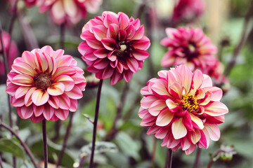 Obraz premium Small decorative Dahlia 'Senior's Hope' in flower
