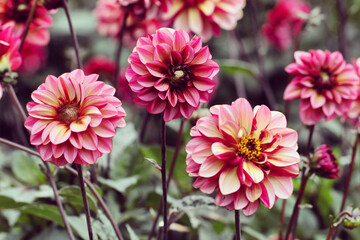 Small decorative Dahlia 'Senior's Hope' in flower