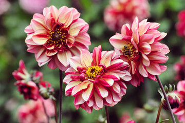 Small decorative Dahlia 'Senior's Hope' in flower