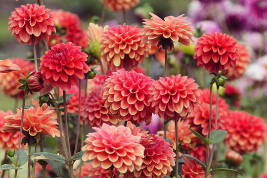 Ball type Dahlia 'Zundert Mystery Fox' in flower