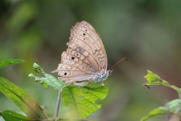 Fototapeta premium butterfly on a leaf