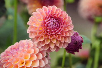   Pink Dahlia 'Jowey Winnie'' in flower © Alexandra