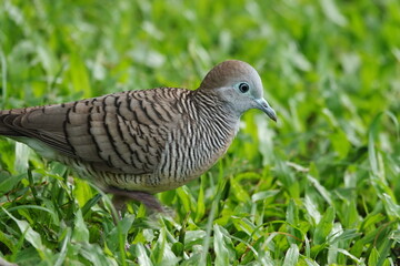 Java dove or Barrec ground Dove is walking fast on the green grass The bird has a brown body with a gray head.On the side of the neck are black stripes interspersed with white stripes similar to zebra