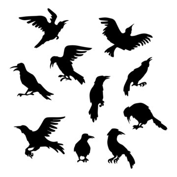 Black silhouettes of 10 different ravens on a white background - Vector