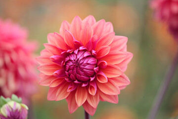 Fototapeta premium Orange Dahlia 'American Dawn' in flower