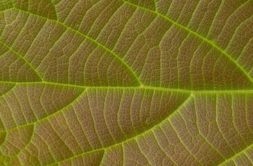 Close up of a young teak (Tectona grandis) leaf, for background