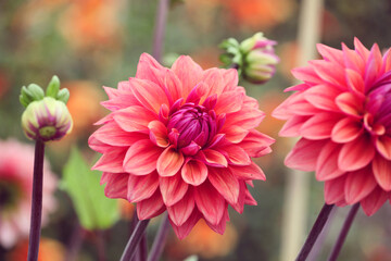 Orange Dahlia 'American Dawn' in flower © Alexandra