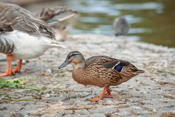 Beautiful mallard duck standing on a stones and looking at camera in Kugulu Park in Ankara.