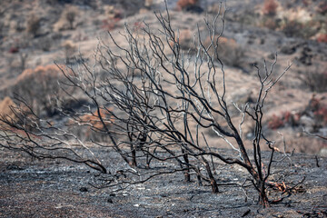 Scorched trees and ground covered with ashes after wildfire in rural area 