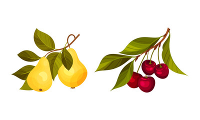 Obraz premium Pear and cherry tree branches set. Twigs with green leaves and ripe juicy fruits vector illustration