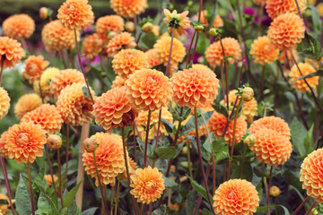 Orange ball dahlia 'Sylvia' in flower © Alexandra
