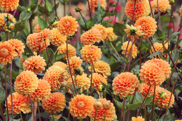 Orange ball dahlia 'Sylvia' in flower