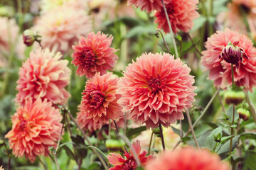 Dahlia 'Orange Fubuki' in flower © Alexandra