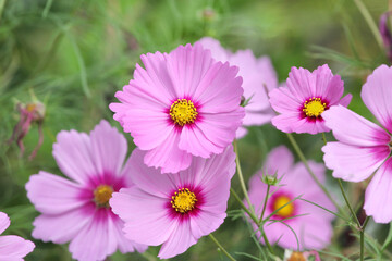 Pink cosmos blooming in the late summer