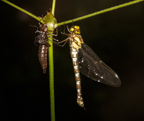 Macro of a dragnonfly