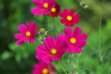 Obraz premium Deep Pink cosmos blooming in the late summer
