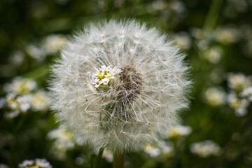 fiore nel soffione