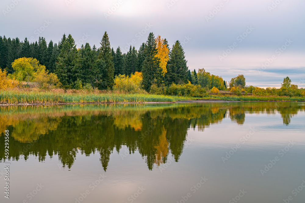 Wall mural panoramic view of the bright colorful trees along the bank of the kama river russia perm krai. autum