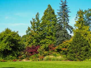 Naklejka premium Beautiful green trees and plants in an English summer garden