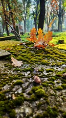 yellowed oak leaves in the park