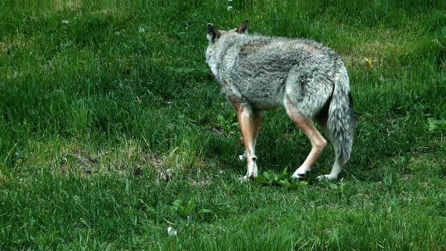 a lone coyote in teh woods 