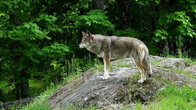 a lone coyote in teh woods