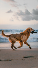 Fototapeta premium A dog playing on the beach.