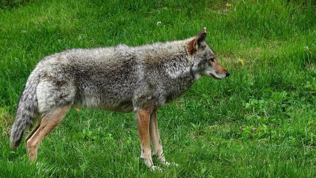 a lone coyote in teh woods