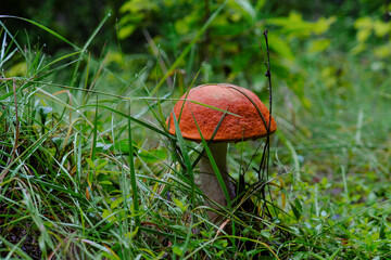 White mushroom in the grass in the forest

