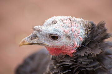 Portrait of a female turkey close up