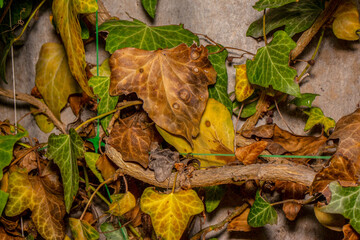 Yellow and green ivy leaves on the wall