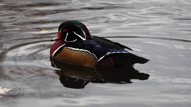 a male wood duck on a lake