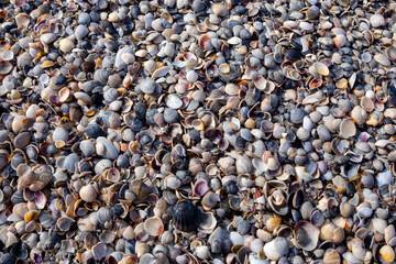 Seashells on the shore of an island in the sea.