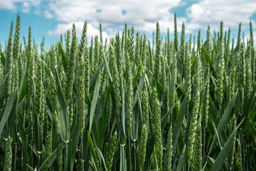 Field with unripe wheat in the spring
